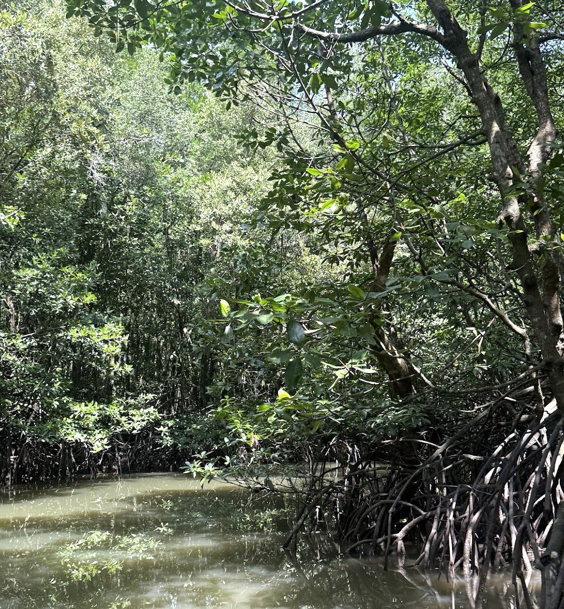Mangrove