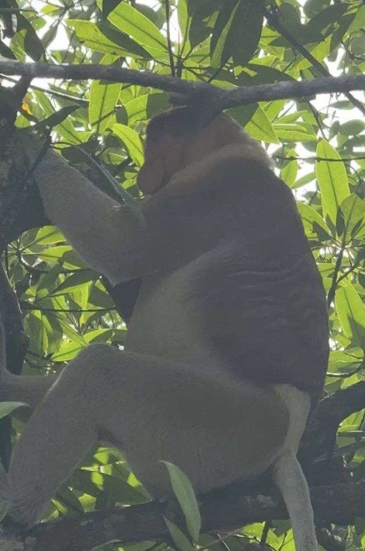 Bekantan