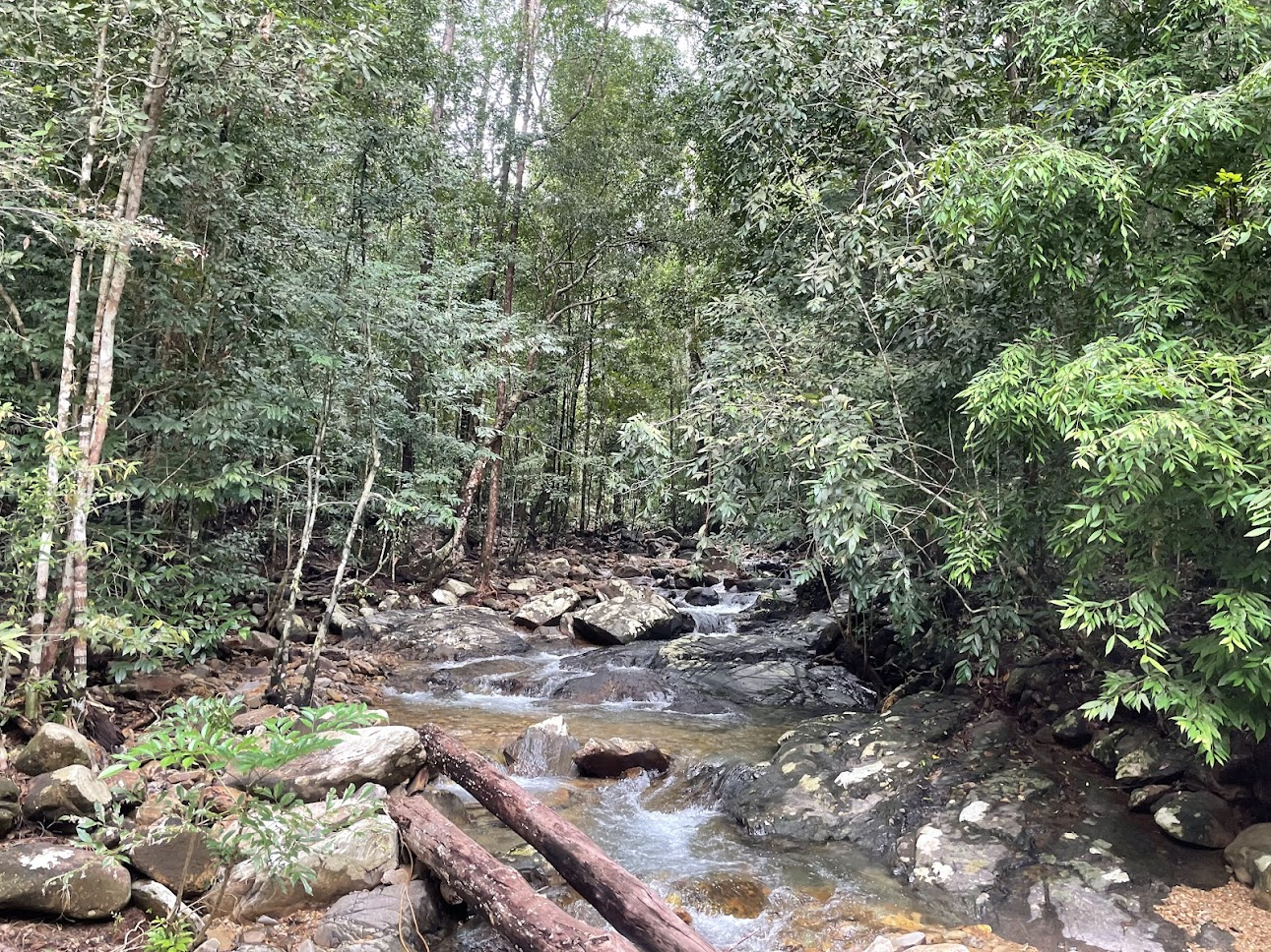 Hutan Gunung Langkawi